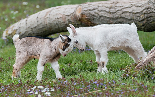animals, nature, goats, baby animals, HD wallpaper HD wallpaper