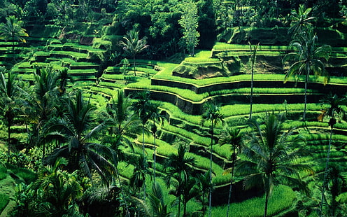 terraced field, Bali, Indonesia, HD wallpaper HD wallpaper