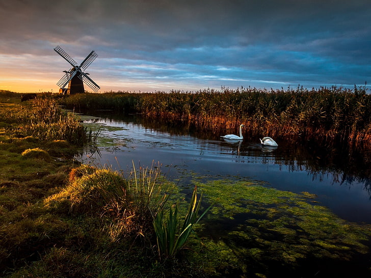 england, mill, reeds, river, swans, HD wallpaper
