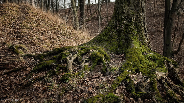 grauer und grüner Baum, grünes Baumfoto, Natur, Wald, Fall, Wurzeln, HD-Hintergrundbild