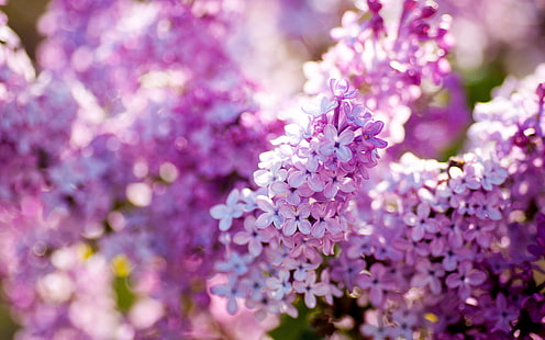 Lilac spring bloom, flowers close-up, purple petal flower, Lilac, Spring, Bloom, Flowers, HD wallpaper HD wallpaper