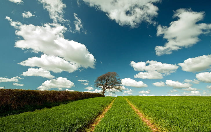 krajobraz, drzewa, pole, chmury, niebo, Tapety HD