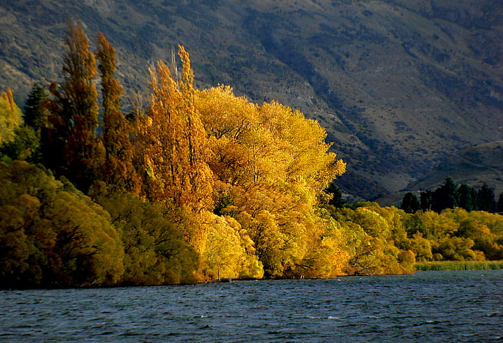 yellow leaves trees field beside body of water, lake hayes, otago, lake hayes, otago, Lake Hayes, Otago, yellow, leaves, trees field, body of water, Lakes, Autumn  Fall, colours, Lumix FZ30, Willows, seasons, Public Domain, Dedication, CC0, geo tagged, photos, autumn, nature, tree, forest, landscape, scenics, outdoors, lake, beauty In Nature, mountain, leaf, HD wallpaper