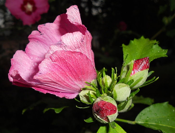 pink Hibiscus, mallow, flower, buds, drops, close-up, HD wallpaper