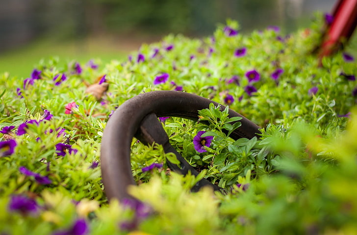 photography, macro, purple flowers, steering wheel, plants, depth of field, HD wallpaper