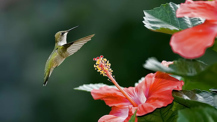 Kolibris, Blumen, HD-Hintergrundbild