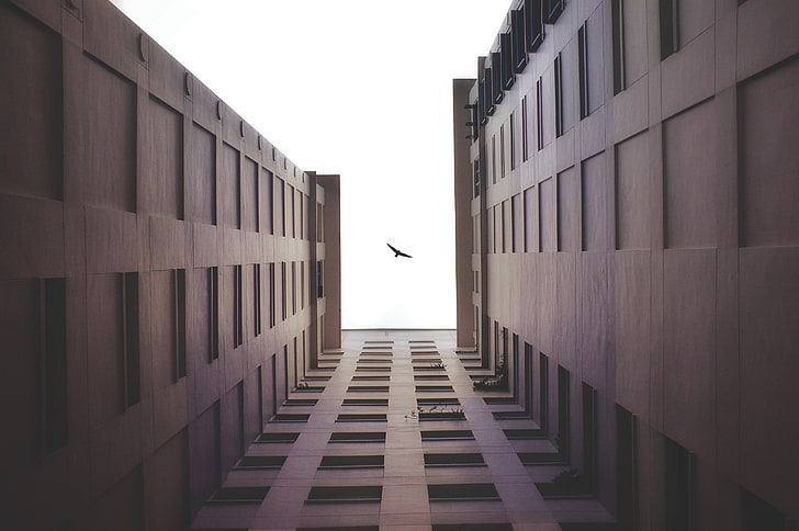 burung, pemandangan kota, bangunan, pandangan mata cacing, Wallpaper HD