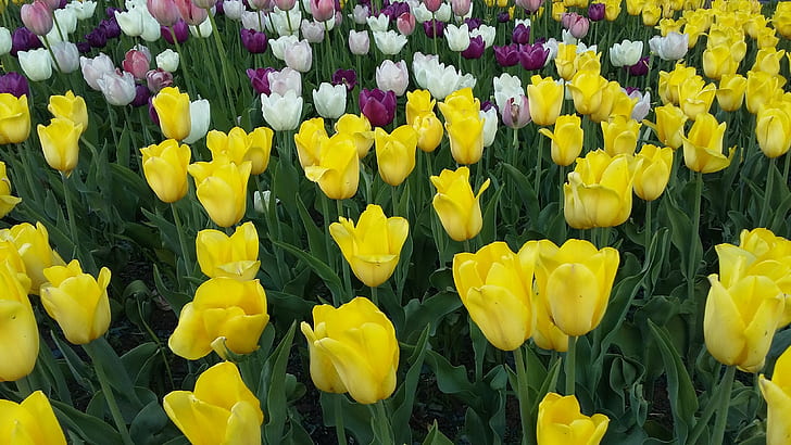 feuilles, fleurs, tiges, printemps, parterre de fleurs, photo, tulipes jaunes, Fond d'écran HD