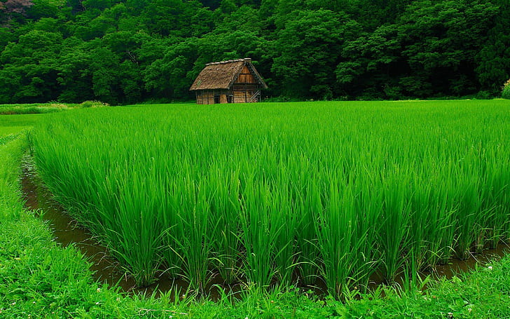 Grönt ris, landskap, natur, grönt, ris, HD tapet