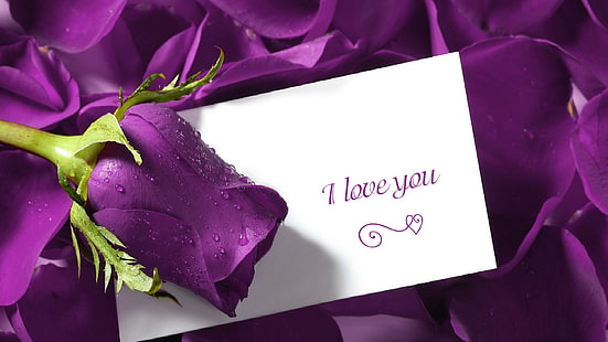 愛、紫、バラ、手紙、花びら、愛、紫、バラ、手紙、花びら、 HDデスクトップの壁紙 HD wallpaper