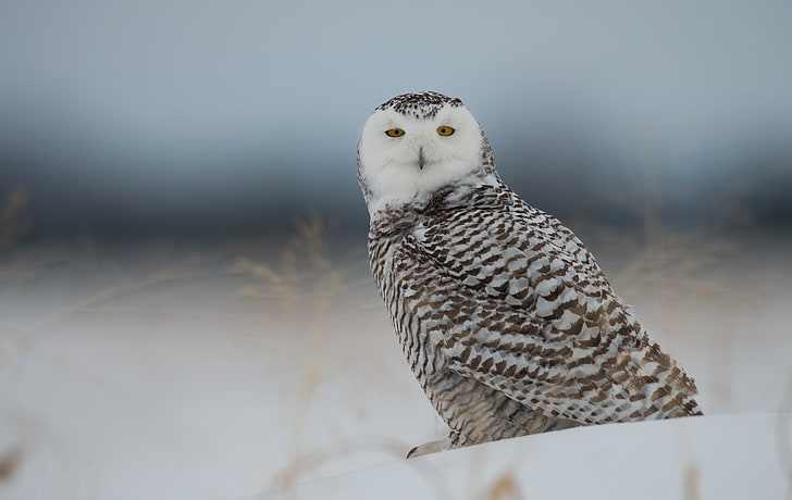 female snowy owl, snowy owl, owl, predator, bird, snow, HD wallpaper