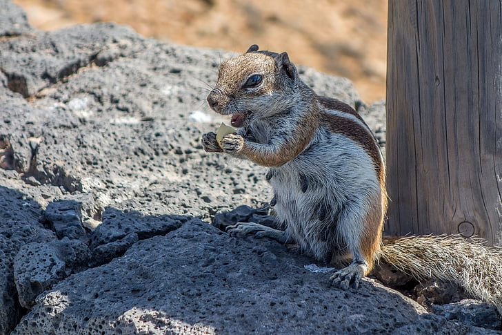 Animale, Scoiattolo, Barbary Ground Squirrel, Rock, Sfondo HD