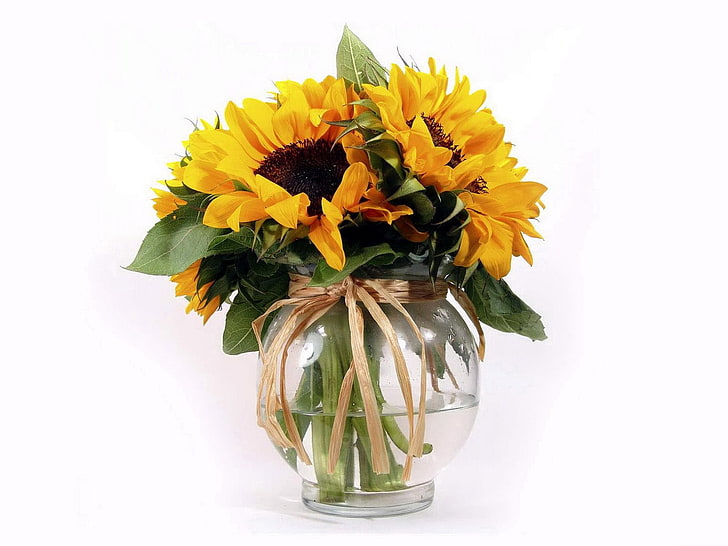 sunflower in clear glass vase, sunflowers, flower, leaf, vase, ribbon, HD wallpaper
