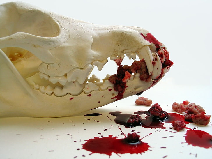 white and red floral ceramic bowl, skull, HD wallpaper