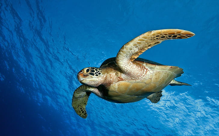 Sea Turtle, Animals, Sea, Blue, Photography, sea turtle, animals, sea, blue, photography, HD wallpaper