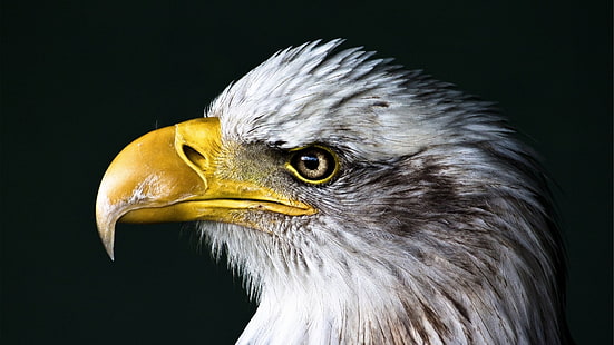 águila calva, águila, pájaros, primer plano, animales, naturaleza, Fondo de pantalla HD HD wallpaper