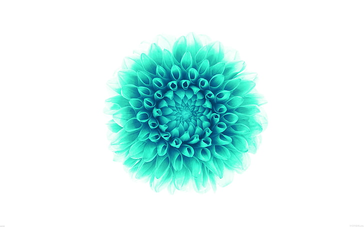 green flower-Apple iOS8 iPhone6 Plus HD Wallpaper, teal dahlia flower wallpaper, HD wallpaper