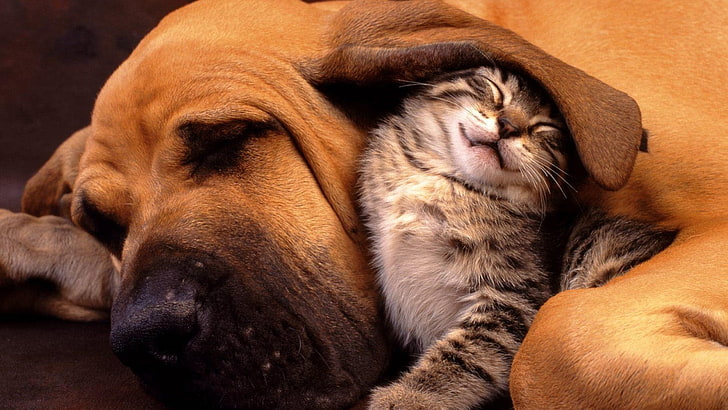 gattino grigio, animali, gatto, cane, amicizia, dormire, natura, occhi chiusi, ore degli animali, cuccioli, segugi, segugi, gattini, Sfondo HD