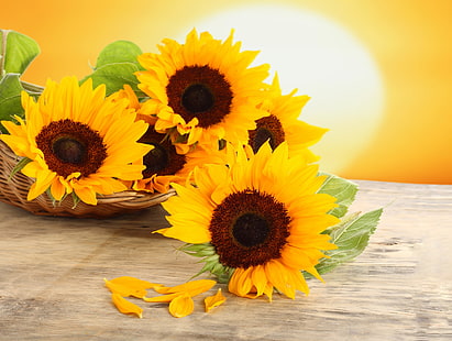 sunflowers, sunflowers, flowers, table, basket, yellow, petals, HD wallpaper HD wallpaper
