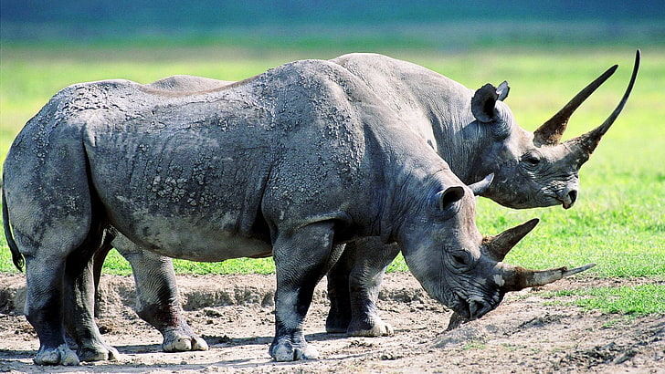 وحيد القرن ، الحيوانات ، القرون، خلفية HD