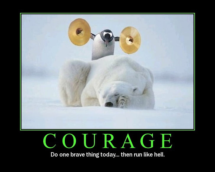 penguins courage sleeping cymbals motivational posters polar bears 1280x1024  Animals Bears HD Art , Penguins, courage, HD wallpaper