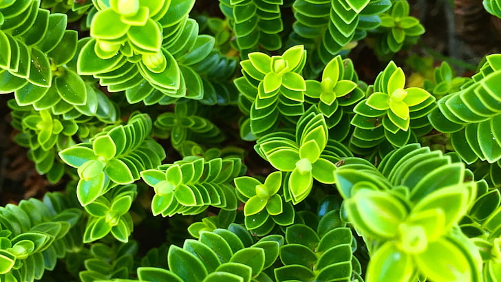 自然植物の葉緑の植物成長植物、緑の葉植物、植物、葉、緑、植物、成長、植物学、 HDデスクトップの壁紙