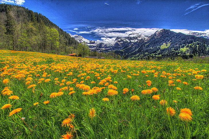 yellow dandelion flower field, the sky, grass, clouds, snow, trees, landscape, flowers, mountains, nature, green, home, forest, sky, beautiful, view, houses, scenery, cool, nice, HD wallpaper