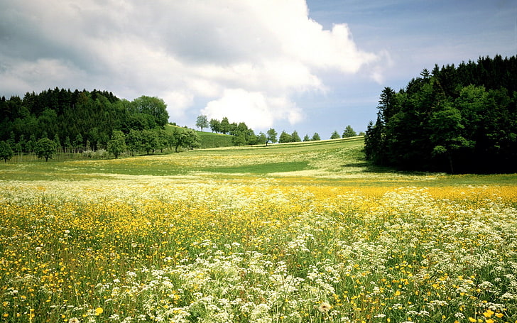 зелена трева поле, пейзаж, поле, цветя, дървета, природа, HD тапет