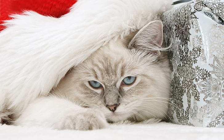 Śliczny kotek, nowy rok, święta, niebieskie oczy, miły, biały, słodki, ładny, niebieski, prezent, koty, kotek, uroczy, anim, Tapety HD