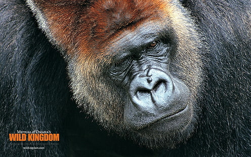 Gorilla, scimmia, gorilla, Sfondo HD HD wallpaper