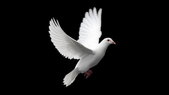 นกพิราบขาวดำนกนกพิราบสัตว์, วอลล์เปเปอร์ HD HD wallpaper