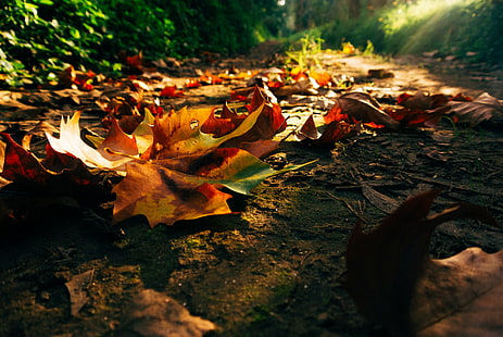 Jesienne liście, natura, zachód słońca, wschód słońca, las, park, drzewa, liście, kolorowe, droga, ŚCIEŻKA, jesień, jesień, kolory, spacer, Tapety HD HD wallpaper