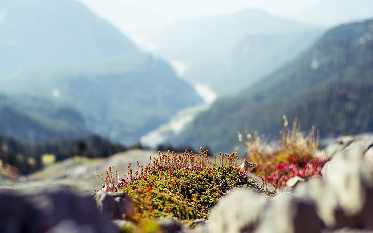 squirrel, plants, rocks, blurred, mountain, hills, Nature, HD wallpaper