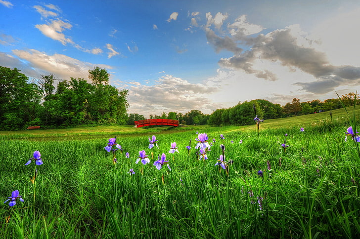 flores de iris morado, el cielo, nubes, flores, banco, prado, picnic, el puente, Fondo de pantalla HD