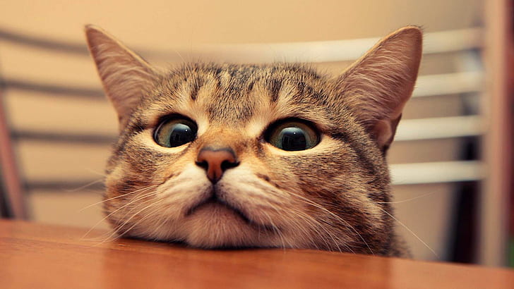 Espreitando o gato HD, gato, bonito, olhos, espreitando, mesa, HD papel de parede