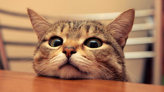 Espreitando o gato HD, gato, bonito, olhos, espreitando, mesa, HD papel de parede HD wallpaper