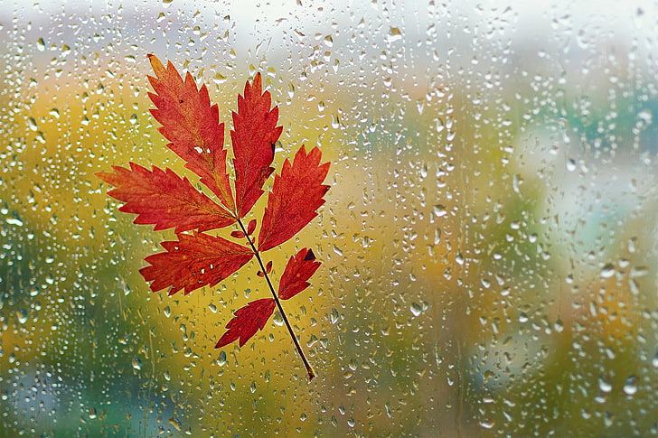 red leaves, autumn, glass, drops, macro, sheet, rain, window, HD wallpaper