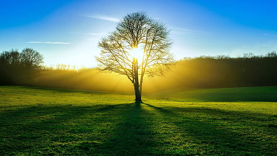 Дърво, слънце, светлина, лято, гора, дърво, светлина, лято, гора, HD тапет HD wallpaper