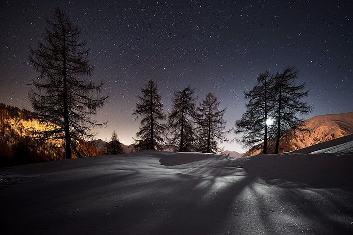 зеленая сосна, зима, деревья, снег, ночь, пейзаж, HD обои