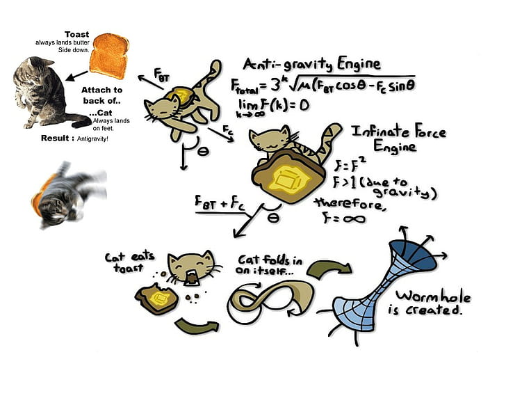 kucing, humor, fisika, Wallpaper HD