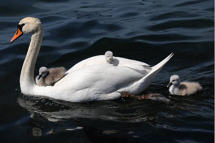 white swan and baby's swan on body of water, cygnets, swan, cygnets, cygnets, white swan, baby, body of water, swans, cygnet, bird, animal, swan, nature, lake, water, wildlife, pond, white, HD wallpaper
