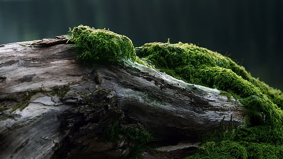 grönbladig växt, brunt drivved med mossa, natur, makro, växter, HD tapet HD wallpaper
