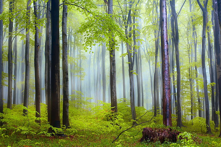 Poranna mgła, zielone drzewa liściaste, poranek, las, zamglenie, po deszczu, przyroda, Tapety HD