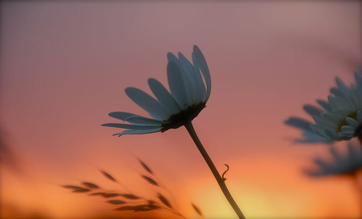 Marguerite blanche à l'heure d'or, coucher de soleil, Marguerite blanche, fleur, heure d'or, douceur, nature, plante, été, marguerite, gros plan, à l'extérieur, pétale, Fond d'écran HD