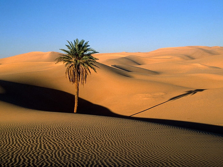 krajobrazy przyroda pustynia palmy 1600x1200 Natura Pustynie HD Sztuka, przyroda, krajobrazy, Tapety HD