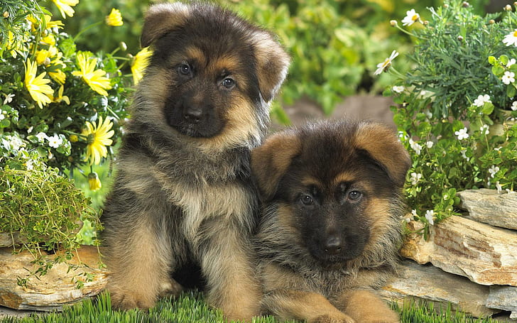 German Puppies, animals, puppies, nature, cute puppies, german shepherds, grass, flowers, rocks, HD wallpaper