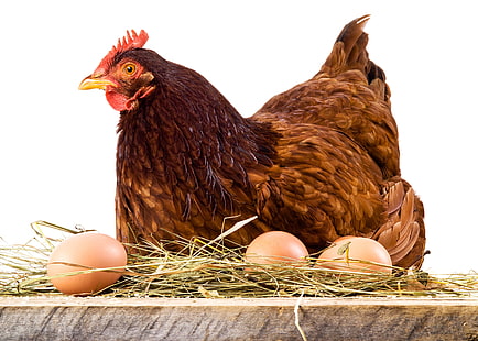 Tiere, Vögel, Huhn, Eier, Tapeten, HD-Hintergrundbild HD wallpaper