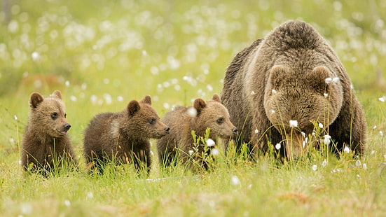 Niedźwiedzie, brązowy, łąka, niedźwiadki, rodzina, niedźwiedź brunatny i trzy młode niedźwiedzie, Niedźwiedzie, Brązowy, Łąka, Niedźwiedź, Młode, Rodzina, Tapety HD HD wallpaper