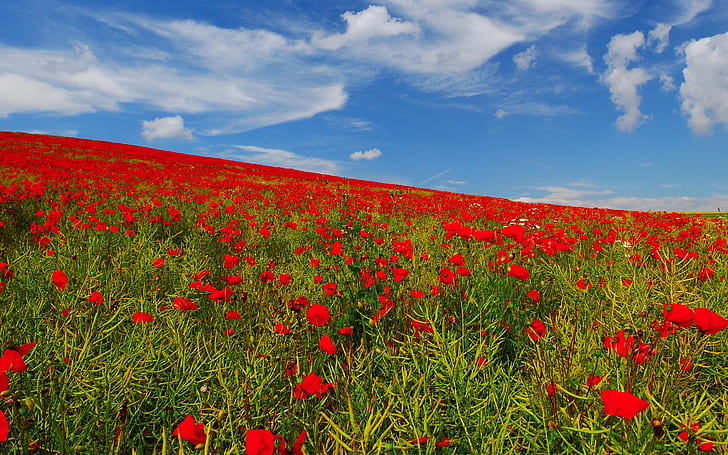 Poppies Field, poppies, field, sky, HD wallpaper