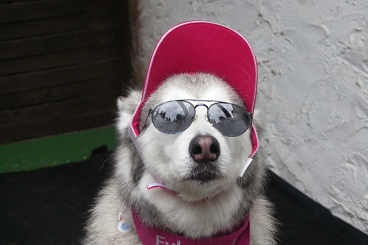 Cão legal, husky branco e cinza com óculos de sol, husky, legal, malamute, engraçado, bom, feriado, animais, HD papel de parede